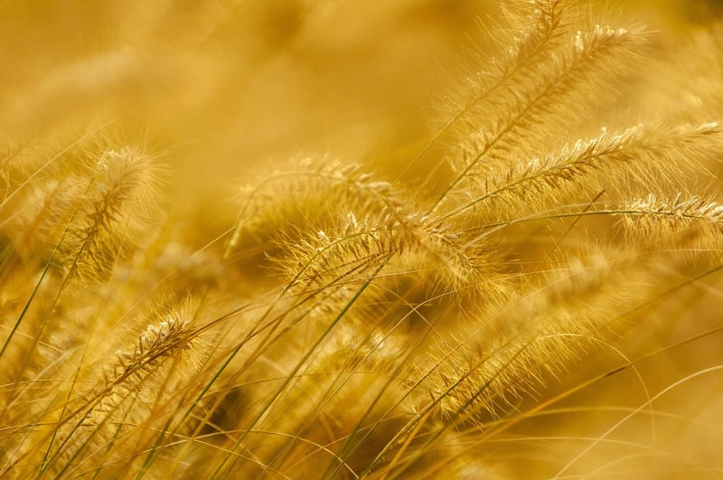 El Dorado City of Gold